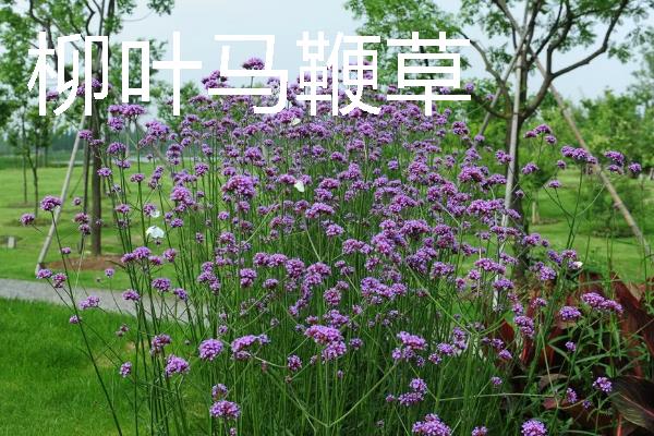 种植马鞭草的注意事项，适合温暖的地方种植