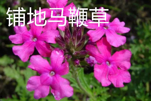种植马鞭草的注意事项，适合温暖的地方种植