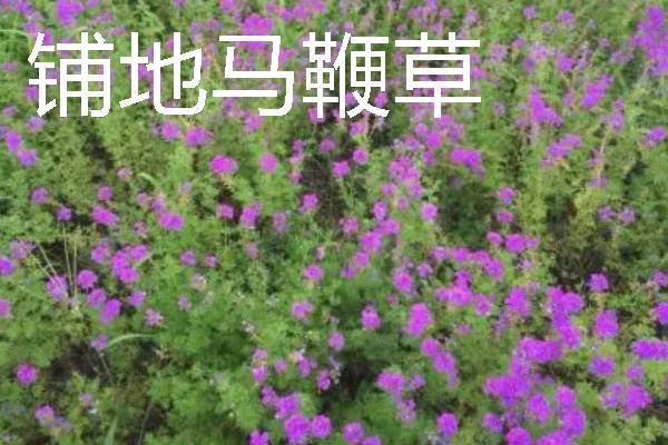 种植马鞭草的注意事项，适合温暖的地方种植