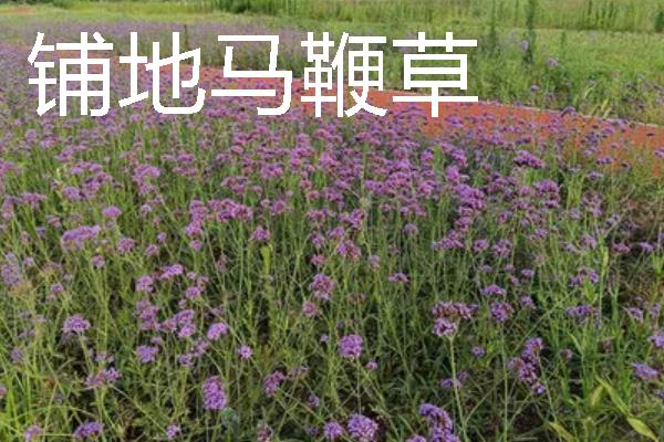 种植马鞭草的注意事项，适合温暖的地方种植