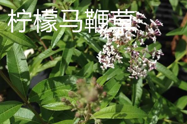 种植马鞭草的注意事项，适合温暖的地方种植