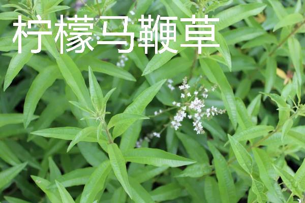 种植马鞭草的注意事项，适合温暖的地方种植