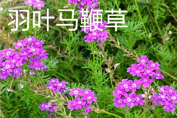 种植马鞭草的注意事项，适合温暖的地方种植