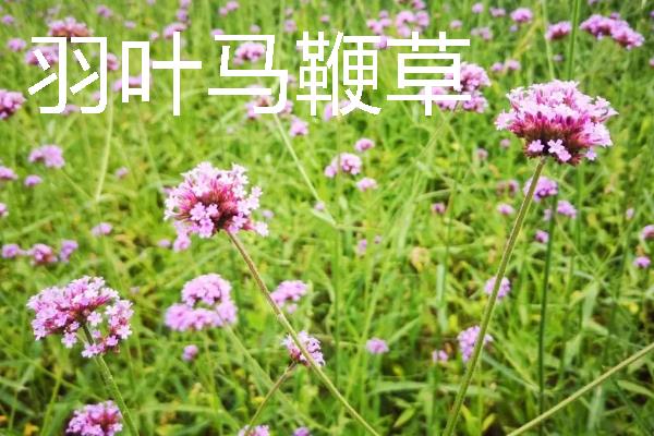 种植马鞭草的注意事项，适合温暖的地方种植