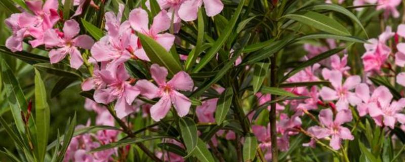 夹竹桃有什么花语,代表蛇蝎美人、真挚友情等含义