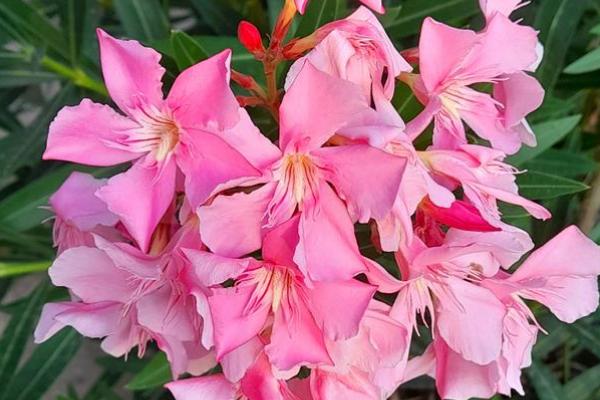 夹竹桃有什么花语,代表蛇蝎美人、真挚友情等含义