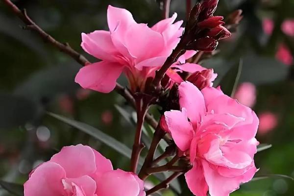 夹竹桃有什么花语,代表蛇蝎美人、真挚友情等含义