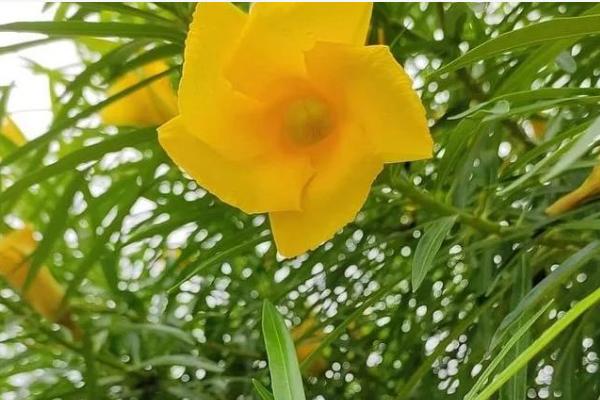 夹竹桃有什么花语,代表蛇蝎美人、真挚友情等含义