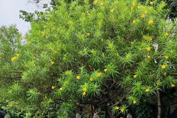 夹竹桃有什么花语,代表蛇蝎美人、真挚友情等含义