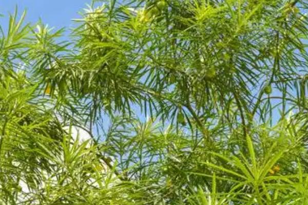 夹竹桃有什么花语,代表蛇蝎美人、真挚友情等含义