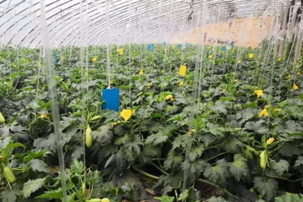 西葫芦是否惧怕高温和霜冻，温度过高或过低均不利于生长