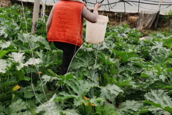 西葫芦是否惧怕高温和霜冻，温度过高或过低均不利于生长