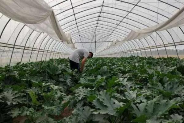 西葫芦是否惧怕高温和霜冻，温度过高或过低均不利于生长