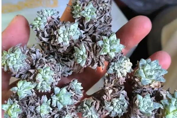 多肉白菊怎么养爆头，需提供充足的散射光照