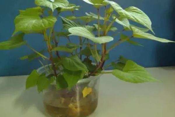 番薯的水培方法，每隔7-10天换一次水