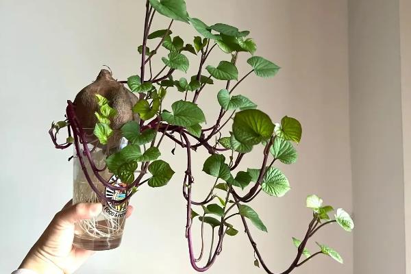 番薯的水培方法，每隔7-10天换一次水
