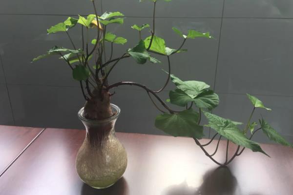 番薯的水培方法，每隔7-10天换一次水