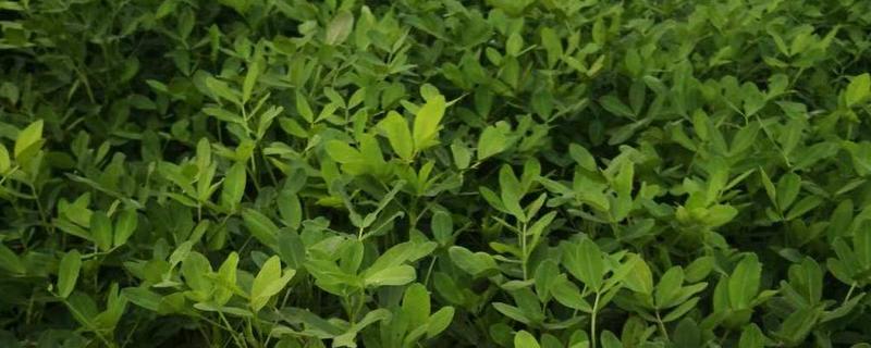 豫花65的特征特性，生育期大约为114天左右