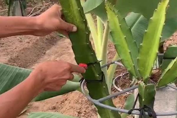 火龙果是不是长在树上的，火龙果是在树上结的