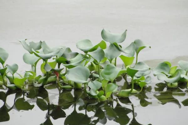 在家怎么养殖水葫芦，每天要晒光4-5小时左右