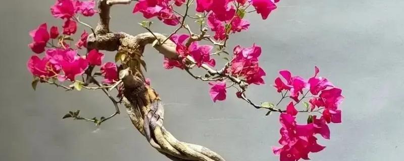 三角梅花叶蔫了还能不能活，叶子蔫了还能活