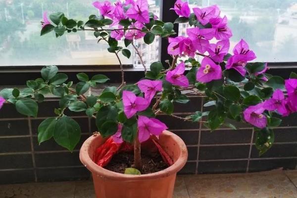 三角梅花叶蔫了还能不能活，叶子蔫了还能活