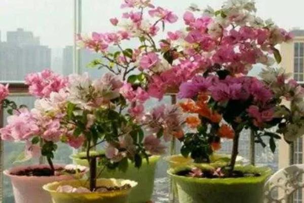 三角梅花叶蔫了还能不能活，叶子蔫了还能活