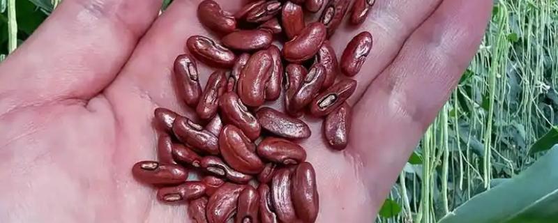 豆角种子催芽温水要泡多久，一般会浸泡5-6个小时