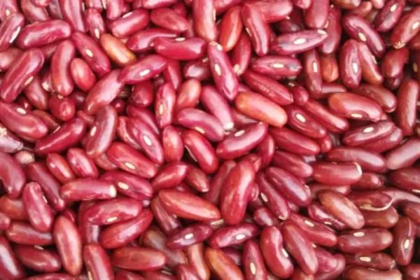 豆角种子催芽温水要泡多久，一般会浸泡5-6个小时