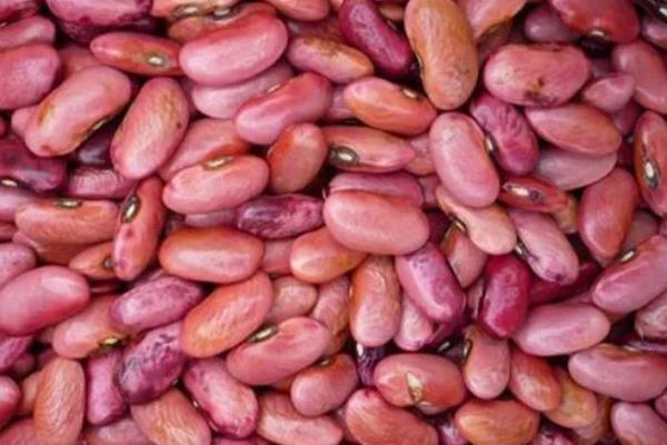 豆角种子催芽温水要泡多久，一般会浸泡5-6个小时