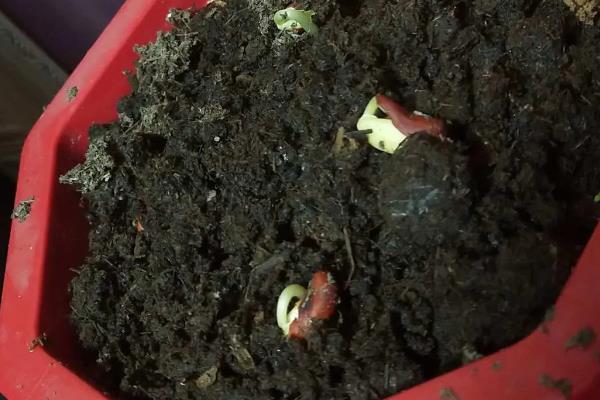 豆角种子催芽温水要泡多久，一般会浸泡5-6个小时
