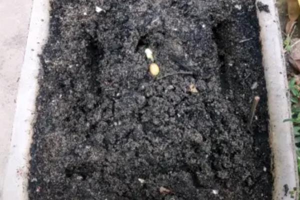 豆角种子催芽温水要泡多久，一般会浸泡5-6个小时