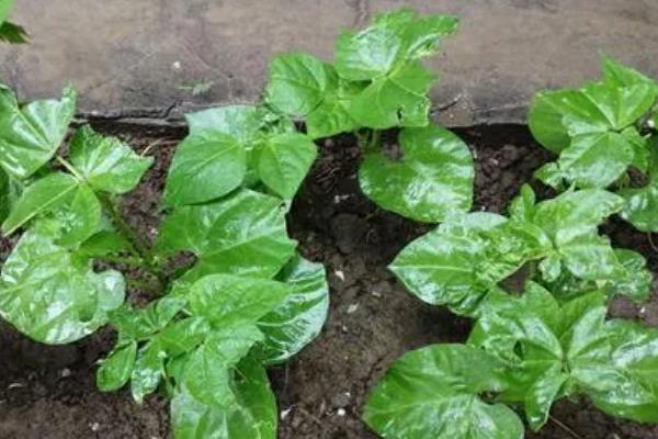 豆角种子催芽温水要泡多久，一般会浸泡5-6个小时
