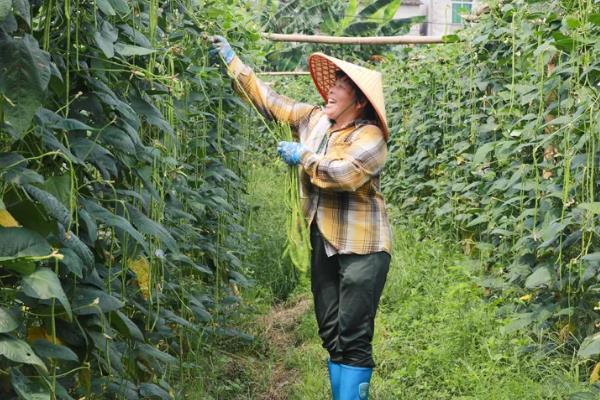 豆角种子催芽温水要泡多久，一般会浸泡5-6个小时