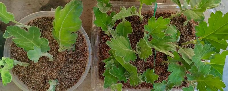 菊花如何繁殖，可播种、分株和嫁接繁殖