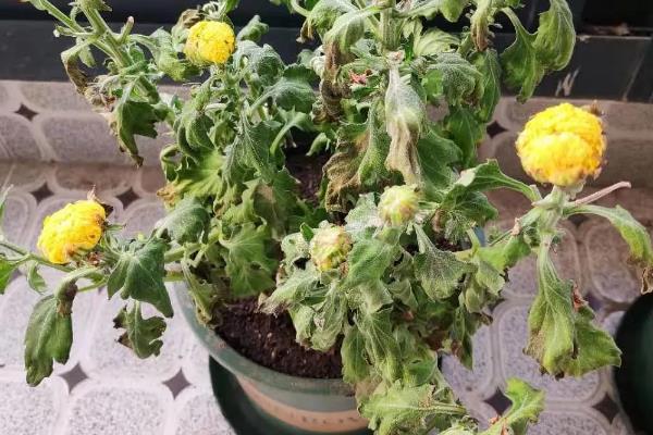 菊花如何繁殖，可播种、分株和嫁接繁殖