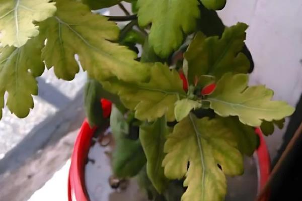 菊花如何繁殖，可播种、分株和嫁接繁殖