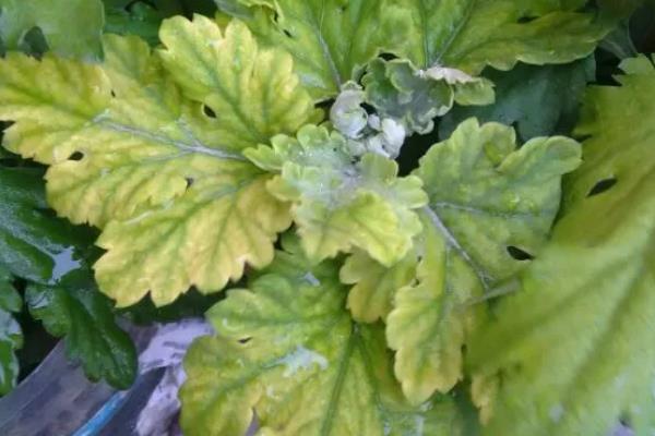 菊花如何繁殖，可播种、分株和嫁接繁殖