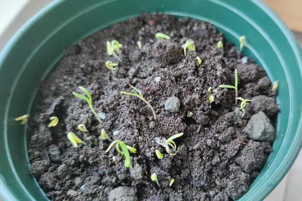 菊花如何繁殖，可播种、分株和嫁接繁殖