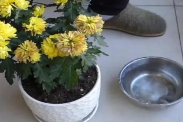 菊花如何繁殖，可播种、分株和嫁接繁殖