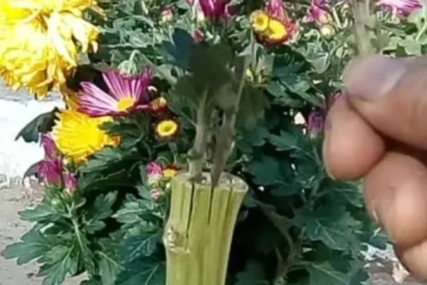 菊花如何繁殖，可播种、分株和嫁接繁殖