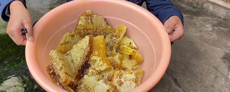 中蜂什么时候取蜜，在每天傍晚的时候进行
