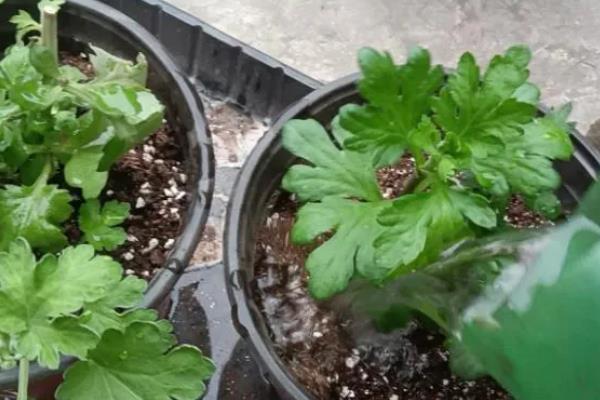 菊花如何繁殖，可播种、分株和嫁接繁殖