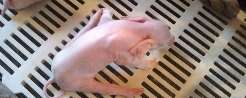 霉菌毒素超标对猪的影响，黄曲霉毒素会引发食欲下降、后腿发软等症状