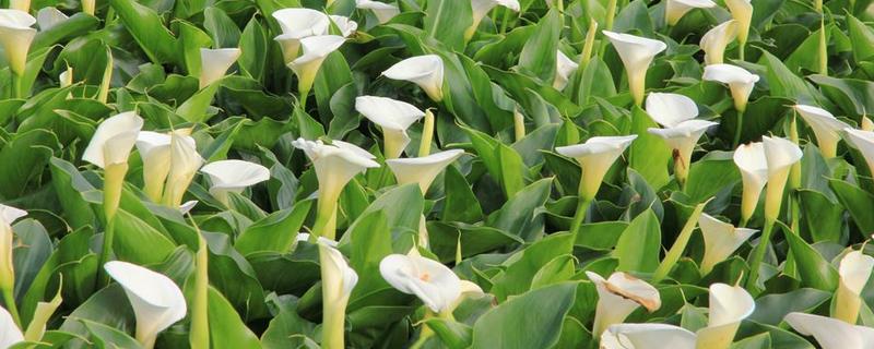 海芋花与马蹄莲有什么区别，品种、花叶、习性均不同