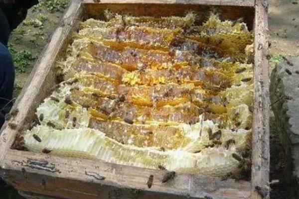 中蜂什么时候取蜜，在每天傍晚的时候进行