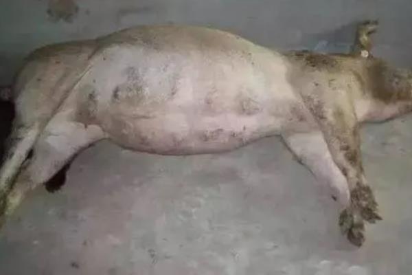 霉菌毒素超标对猪的影响，黄曲霉毒素会引发食欲下降、后腿发软等症状