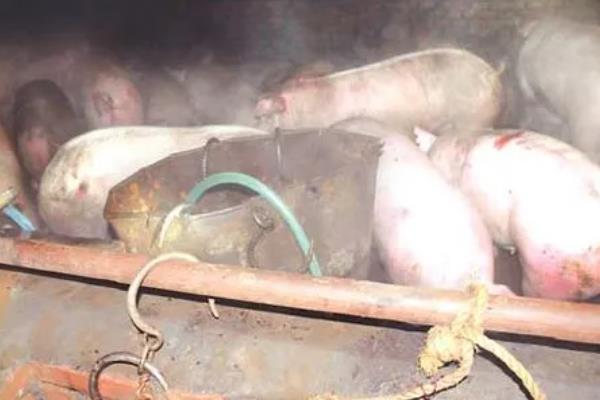 霉菌毒素超标对猪的影响，黄曲霉毒素会引发食欲下降、后腿发软等症状