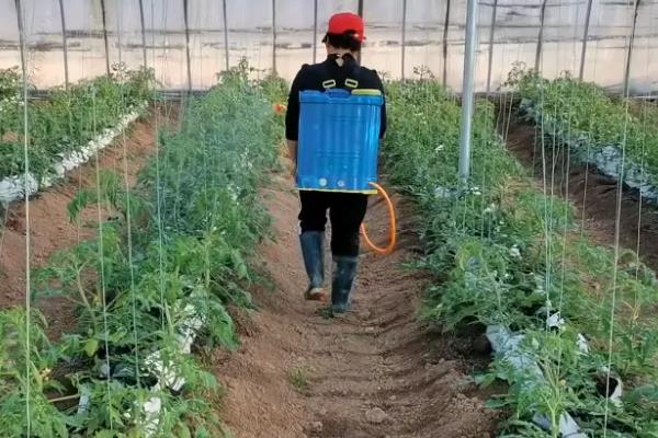 西红柿疫病的防治方法，发病初期可喷施霜脲锰锌等药物