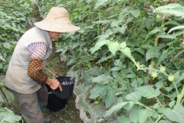 西红柿疫病的防治方法，发病初期可喷施霜脲锰锌等药物